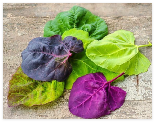 Orach Red Fire Seeds Premium Strain 100% Grown in USA