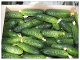 Cucumber Seeds Mirabelle F1 Organic Non-GMO