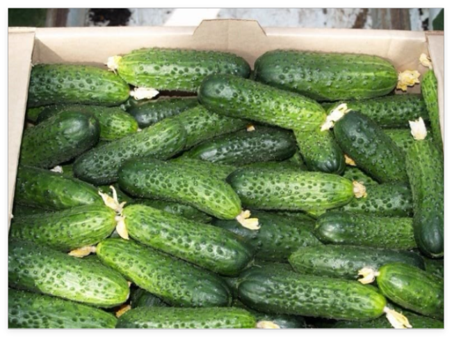 Cucumber Seeds Mirabelle F1 Organic Non-GMO
