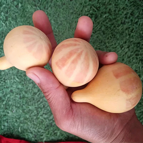 Microphone Gourd Seeds – Unique Shape, High Yield, Strong Adaptability, Fruits Ideal for Artistic Crafting