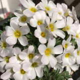 Oxalis massonorum 'Fragrant White Masson' Bulbs - Winter-Blooming Dwarf Flowering Plants for Pots & Rock Gardens