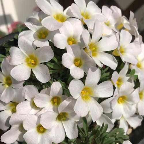 Oxalis massonorum 'Fragrant White Masson' Bulbs - Winter-Blooming Dwarf Flowering Plants for Pots & Rock Gardens
