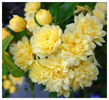 Double Murraya Paniculata Orange Seed Jessamine Evergreen Plant