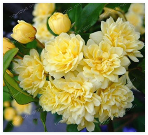 Double Murraya Paniculata Orange Seed Jessamine Evergreen Plant