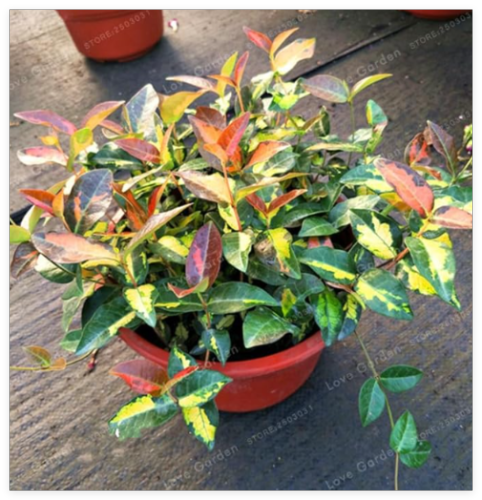 Trachelospermum asiaticum Cuttings / Ougonnishiki / Fragrant / Rare