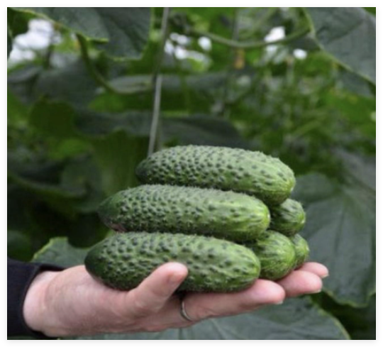 Seeds of Cucumber SV4097CV F1 Organic Non GMO