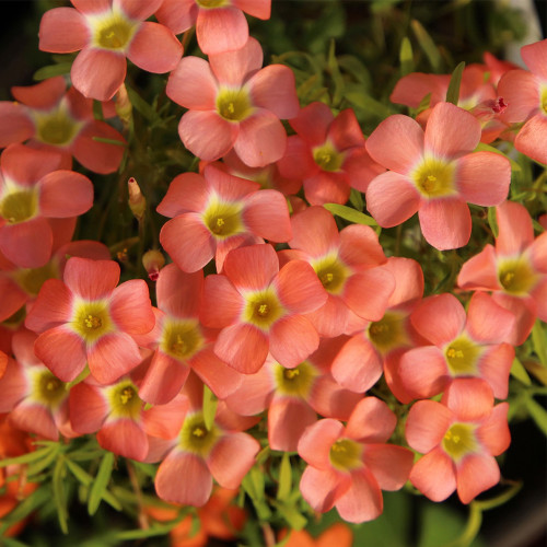Oxalis 'Rococo' Bulbs | Low maintenance, Sunset-Hued Winter Blooming Plants for Pots & Indoor Gardens