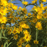 Maximilian Prairie Sunflower Seeds | Helianthus maximiliani, Tall Perennial for Full Sun & Dry Soil