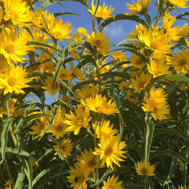 Maximilian Prairie Sunflower Seeds | Helianthus maximiliani, Tall Perennial for Full Sun & Dry Soil