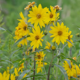 Maximilian Prairie Sunflower Seeds | Helianthus maximiliani, Tall Perennial for Full Sun & Dry Soil
