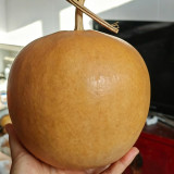 Big Apple Gourd Seeds – Premium Ornamental Gourd, Highly Adaptable, Easy to Grow, Perfect for Carving & Pyrography