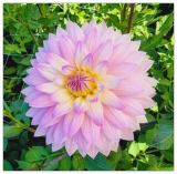 Decorative Dahlia Miss Delilah Flower Bulb Tuber Clump Unique Blooms