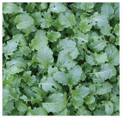 Rape Vegetable Seeds