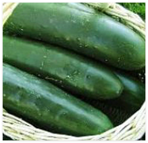 Thunder Cucumbers Seeds