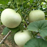 Big Apple Gourd Seeds – Premium Ornamental Gourd, Highly Adaptable, Easy to Grow, Perfect for Carving & Pyrography