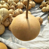 Small Apple Gourd Seeds – Easy to Grow, Adaptable, Sun-Loving, High Yield, Perfect for Gardening Enthusiasts