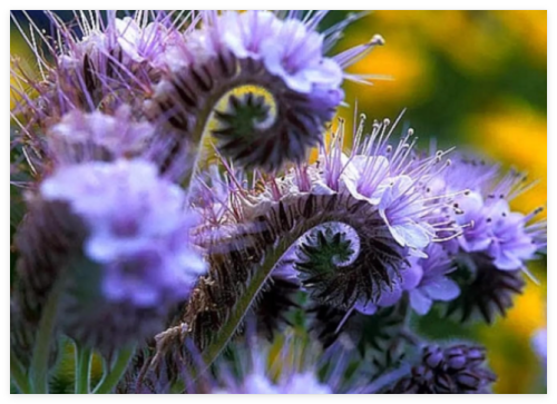 LACY PHACELIA Seeds Purple Tansy Flower - BEE'S & Butterflies