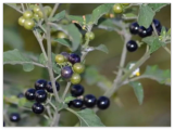 Fresh Premium Hierba Mora Macuy (Nightshade) Solanum nigrum Seeds