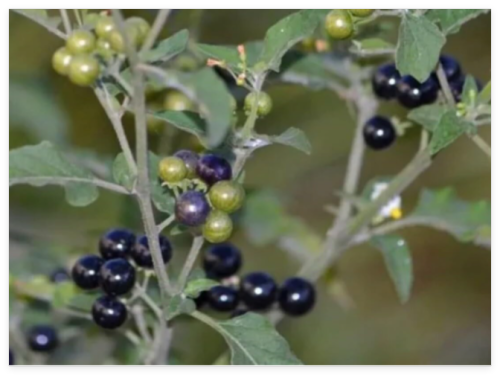 Fresh Premium Hierba Mora Macuy (Nightshade) Solanum nigrum Seeds