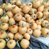 Big Apple Gourd Seeds – Premium Ornamental Gourd, Highly Adaptable, Easy to Grow, Perfect for Carving & Pyrography