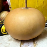 Small Apple Gourd Seeds – Easy to Grow, Adaptable, Sun-Loving, High Yield, Perfect for Gardening Enthusiasts