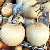 Big Apple Gourd Seeds – Premium Ornamental Gourd, Highly Adaptable, Easy to Grow, Perfect for Carving & Pyrography
