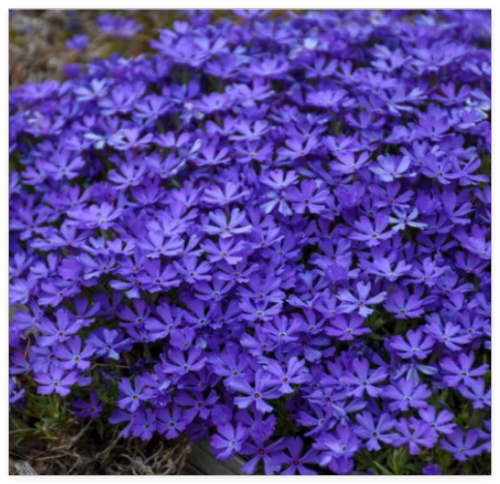 Violet Pinwheel Phlox Seeds Flower Perennial Seed Flowers Butterfly