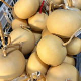 Small Apple Gourd Seeds – Easy to Grow, Adaptable, Sun-Loving, High Yield, Perfect for Gardening Enthusiasts