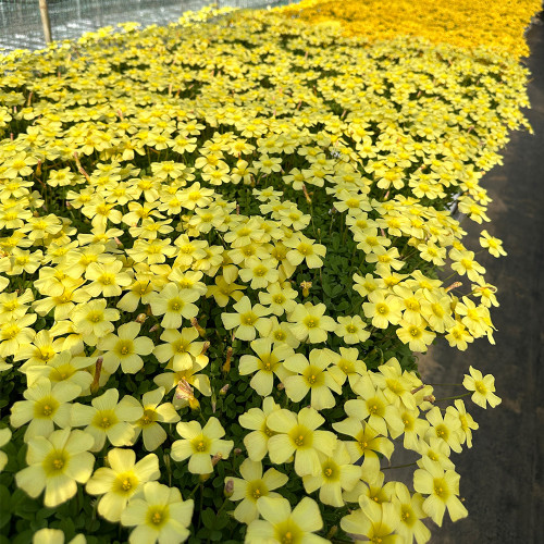 Oxalis obtusa 'High Yellow' Flowering Bulbs | Winter-Blooming Yellow Flowers for Pots & Balconies