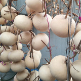 Small Apple Gourd Seeds – Easy to Grow, Adaptable, Sun-Loving, High Yield, Perfect for Gardening Enthusiasts