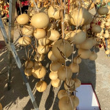 Small Apple Gourd Seeds – Easy to Grow, Adaptable, Sun-Loving, High Yield, Perfect for Gardening Enthusiasts