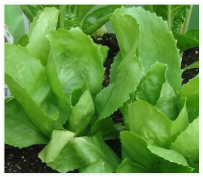 Escarole (Endive) Seeds- Batavian Full Heart