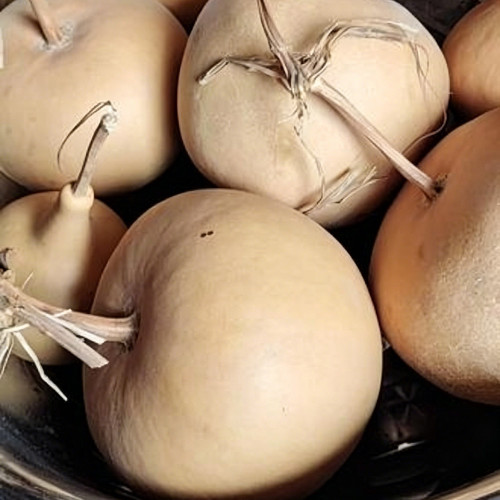 Big Apple Gourd Seeds – Premium Ornamental Gourd, Highly Adaptable, Easy to Grow, Perfect for Carving & Pyrography