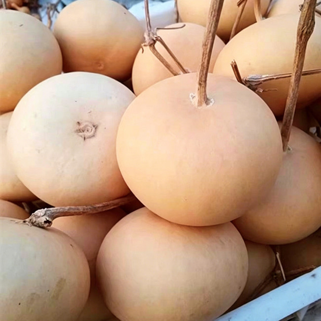 Small Apple Gourd Seeds – Easy to Grow, Adaptable, Sun-Loving, High Yield, Perfect for Gardening Enthusiasts