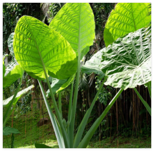 Alocasia Odora Plant Bulb - Summer Fragrant Bloom (Asian Taro Elephant Ear)