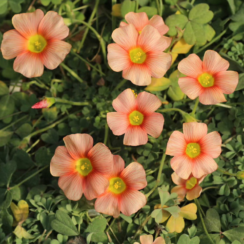 Oxalis obtusa 'Crayon' Flowering Bulbs - Peach Winter-Blooming Flowers for Pots & Indoors