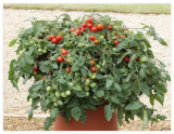 Tomato Seeds Red Profusion F1 Tomato Trailing Tomato