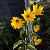 Maximilian Prairie Sunflower Seeds | Helianthus maximiliani, Tall Perennial for Full Sun & Dry Soil