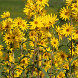 Maximilian Prairie Sunflower Seeds | Helianthus maximiliani, Tall Perennial for Full Sun & Dry Soil
