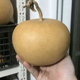 Big Apple Gourd Seeds – Premium Ornamental Gourd, Highly Adaptable, Easy to Grow, Perfect for Carving & Pyrography