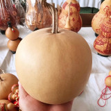 Big Apple Gourd Seeds – Premium Ornamental Gourd, Highly Adaptable, Easy to Grow, Perfect for Carving & Pyrography