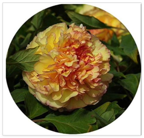 Paeonia Lactiflora Seed Heirloom Tree Peony Plant Hardy Perennial Seed Plant Home Garden Potted Flowers - (Color: 8)