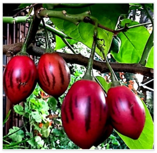 Tamarillo Tree Tomato Seeds Yields 60lbs of Garden Fruit! Fast Growing Plant