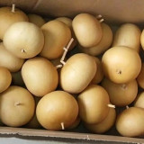 Small Apple Gourd Seeds – Easy to Grow, Adaptable, Sun-Loving, High Yield, Perfect for Gardening Enthusiasts