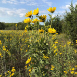 Maximilian Prairie Sunflower Seeds | Helianthus maximiliani, Tall Perennial for Full Sun & Dry Soil