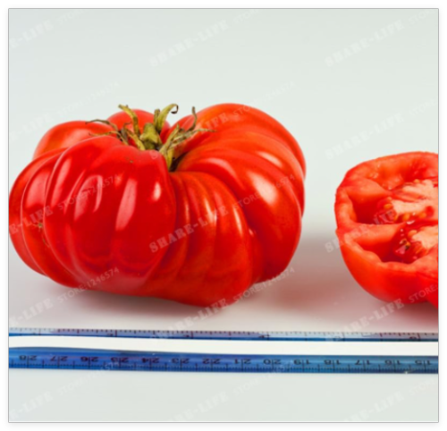 Rare Tomato Seed Giant Beefmaster Hybrid Tomate Non-GMO & !! Organic
