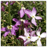 Evening Scented Stock Seeds Flower Mathhiola Longipetala