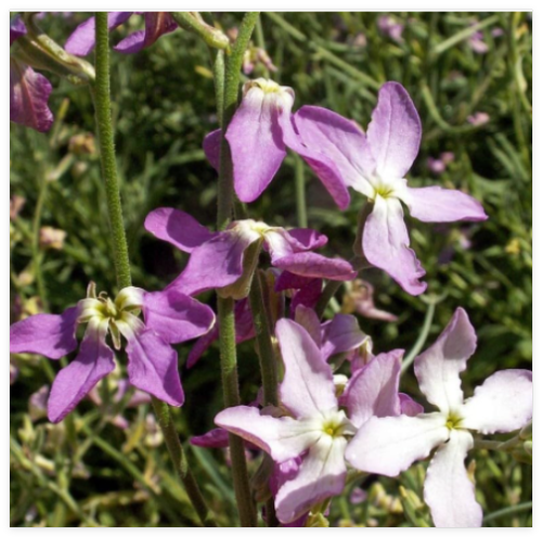 Evening Scented Stock Seeds Flower Mathhiola Longipetala