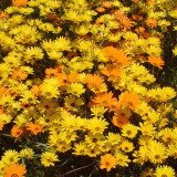 Mixed Colors Namaqualand Daisy Seeds – Dimorphotheca sinuata, Annual Biennial for Rock Gardens & Containers