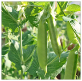 Cascadia- Pea Seeds, Open pollinated, Heirloom, Non-GMO, Easy Grow